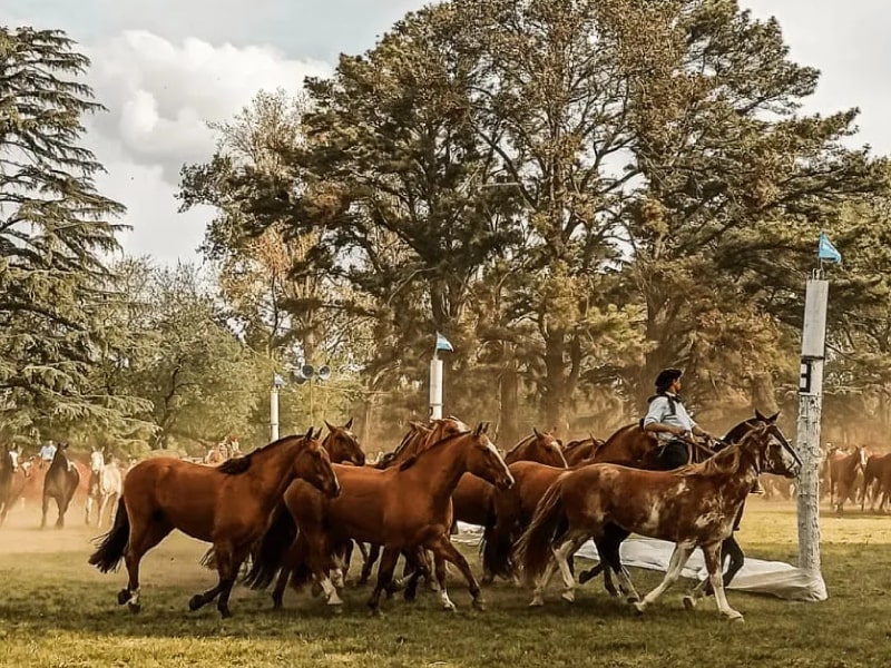 Fiesta Nacional del Caballo - 2025